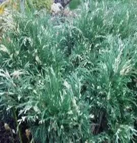    Juniperus sabina Variegata